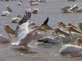 photo de la gallerie Oiseaux