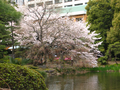 photo de la gallerie Jardins en ville