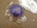 10_Meduse
