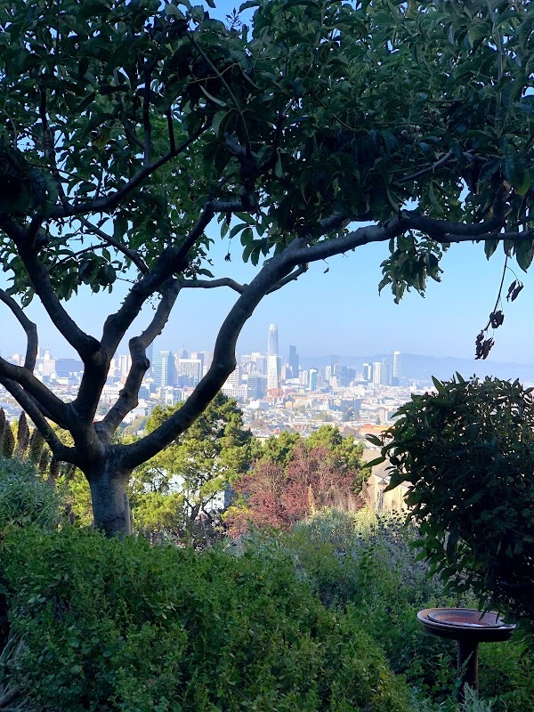 San Francisco à travers les arbres d'un petit jardin à flan de colline. 
— Juillet 2020