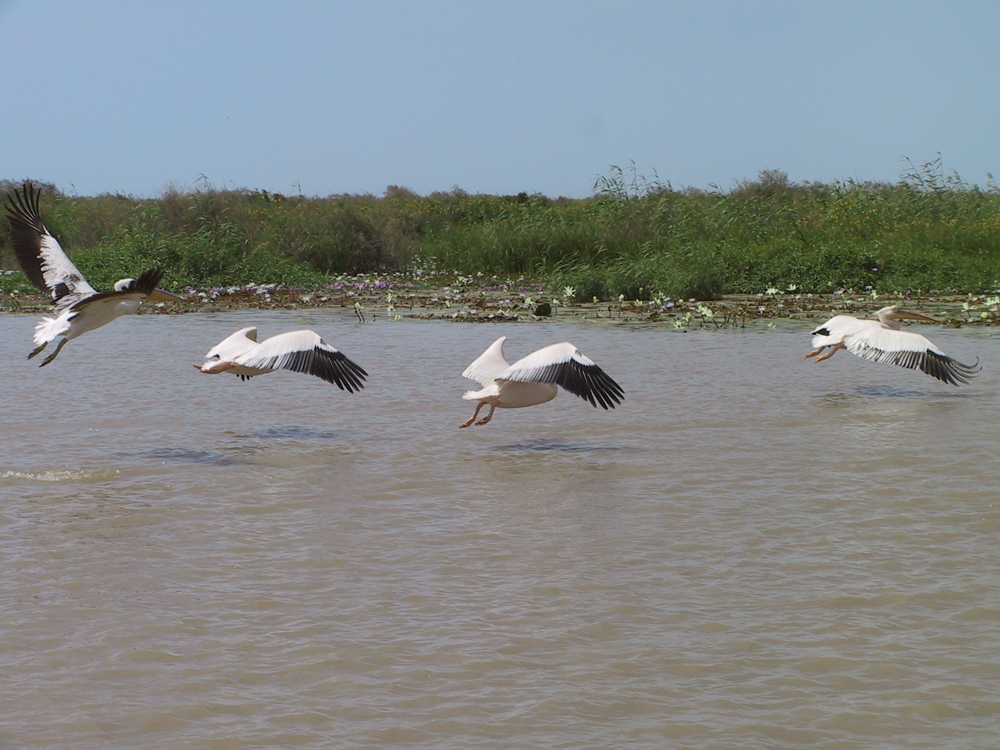 Quatre pélicans dans une même photo, à quatre phases du battement d'aile.
— Sénégal, Octobre 2004
