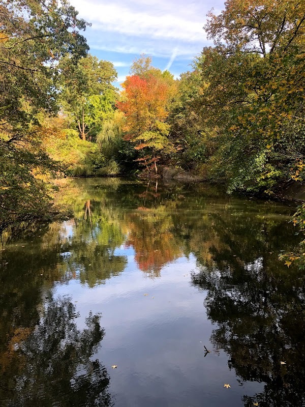 Reflet des arbres à Central Park.
— New York, Octobre 2019