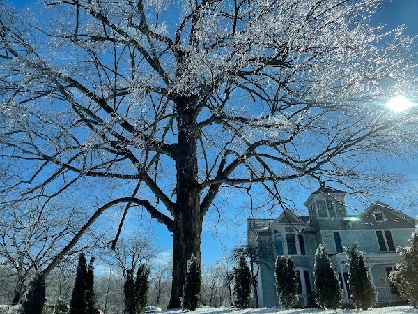 Sur la route, la glace accumulée sur les arbres les transforme en scintillements magiques
— NY State, Février 2022