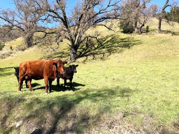 Randonnée dans un paysage aux airs de fond d'écran pour Windows XP, les vaches en plus.
— Sunol, CA. Février 2020.