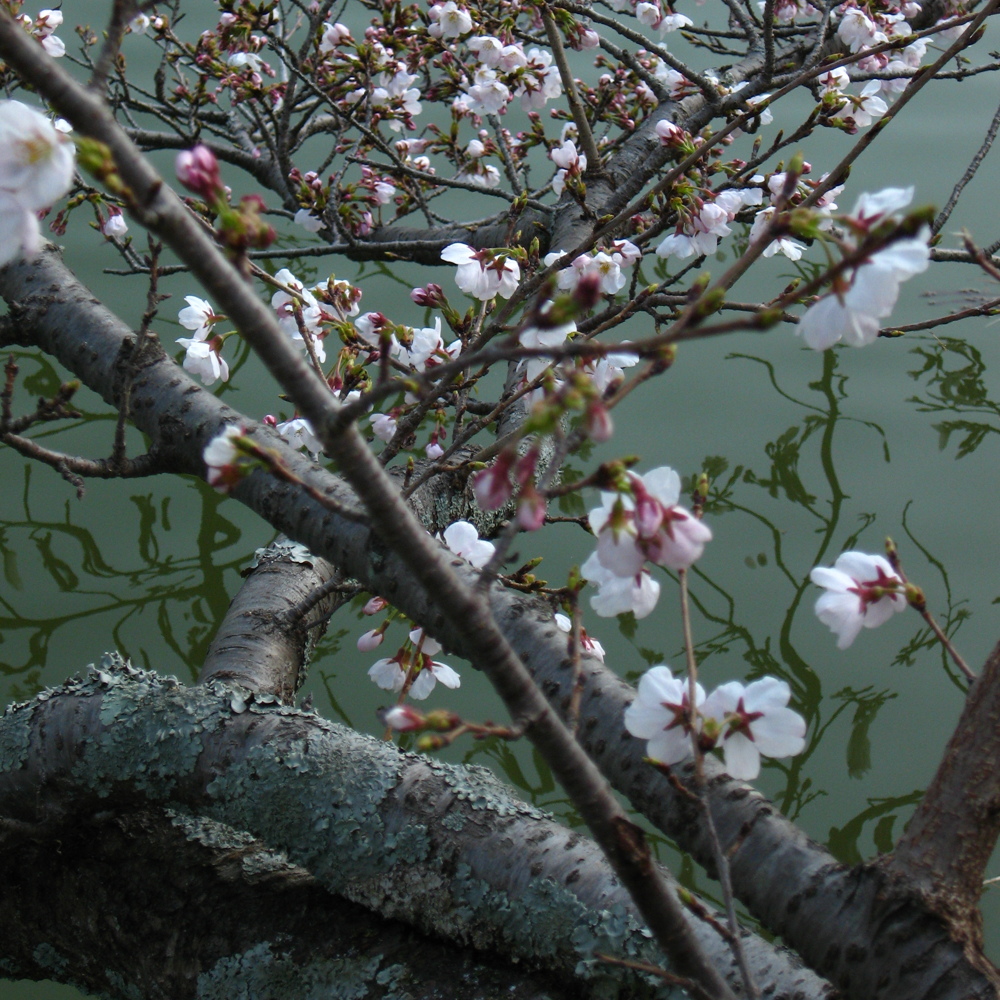 Le printemps est enfin de retour, les milliers de feuilles minuscules dans le parc ces jours-ci me rappellent la magie des cerisiers en fleur d'un autre printemps.
— Kyoto, 7 Avril 2006