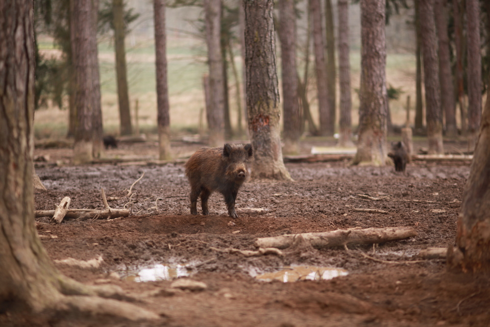 Au parc animalier, un marcassin en enclos. Un peu triste, c'est vrai, mais ils y ont l'air plutôt bien traités.
- Parc du Boutissaint, Février 2016