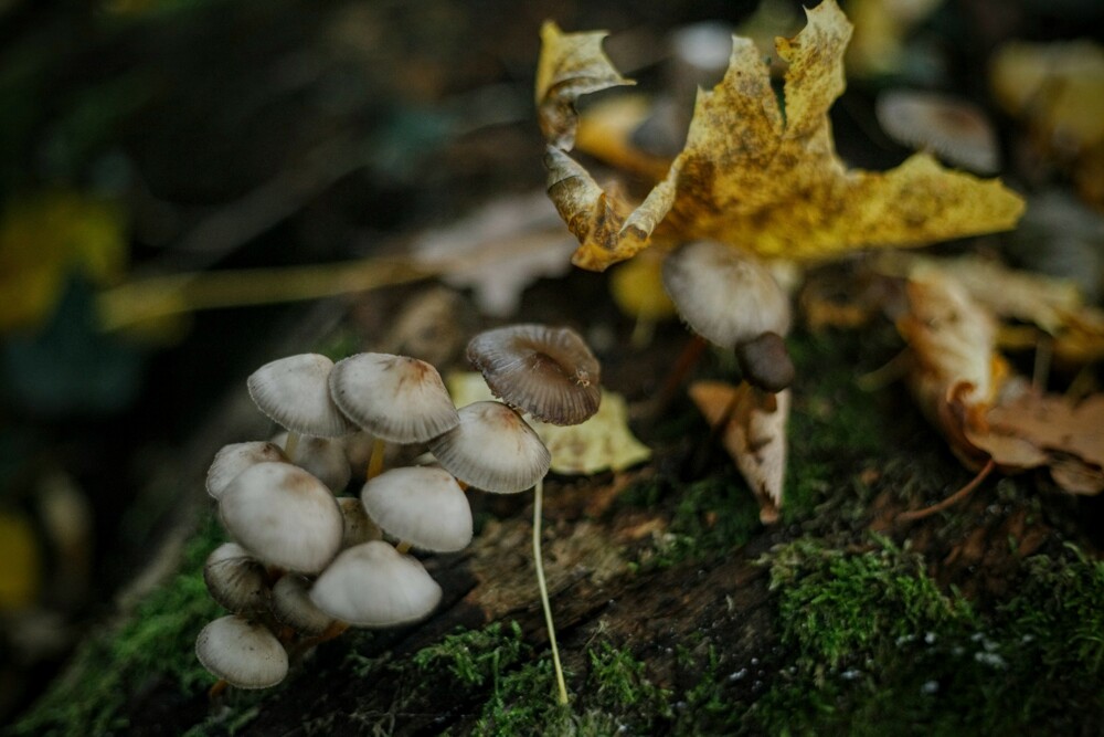 Au détour d'un chemin du bois de Vincennes, une nature vivante.

La retouche sur Google Photo me la pixélise beaucoup, j'aime pas trop trop ça.

— Vincennes, Octobre 2015
