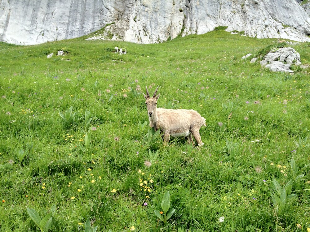 Une fois de plus, le téléphone me sauve, faute d'appareil photo dans la poche. Nous montions La Tournette, et je me disais bien que nous étions observés.

— Les Alpes, Juillet 2012