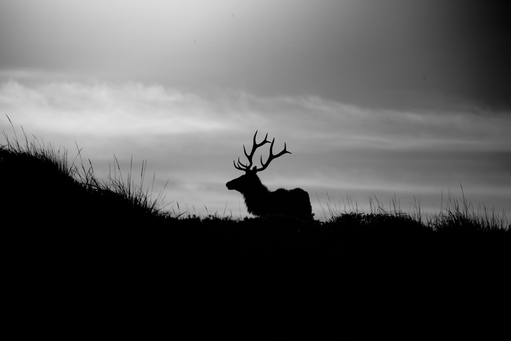 Un Wapiti ("Tule Elk").
— Point Reyes, Californie. Décembre 2020