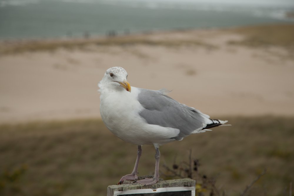 Malgré un vent à décorner les bœufs, la grosse mouette gardait fermement son poteau.
— Cape Cod, Octobre 2015