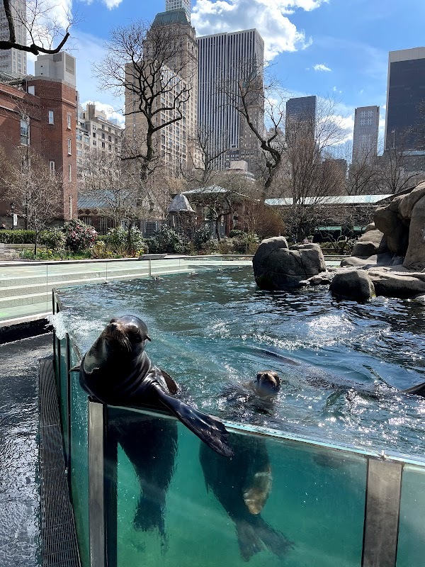 Dans le petit zoo de Central Park, les otaries nous font coucou
— New York, Mars 2021