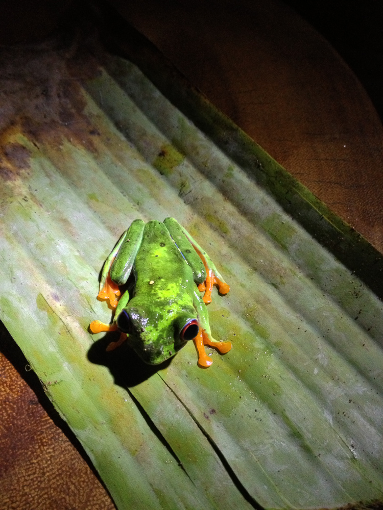 Bien qu'étant parti avec un vrai appareil photo, je me suis trouvé complètement dépourvu quand notre guide nous a remonté cette petite grenouille pendant le repas. Du coup c'est l'iPhone qui m'a dépanné.

San Bananito Lodge - Costa Rica